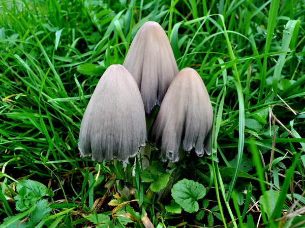 Three Toadstool Mushrooms Grass Close — Stock Photo, Image
