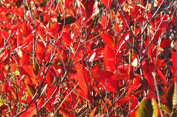 Aronia Podzimní Keř Ozářený Večerními Paprsky Slunce — Stock fotografie