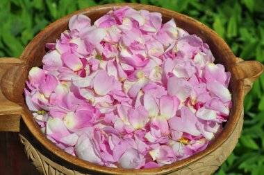 Ahşap bir vazoda yeşil arka planda gül yaprakları.