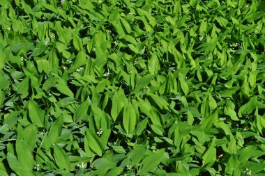 Vadinin çiçekli zambaklarının arka planında