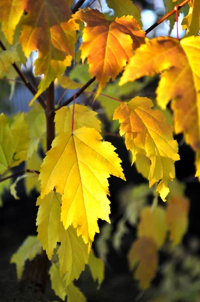 Podzimní Javorové Listy Večerním Slunci — Stock fotografie
