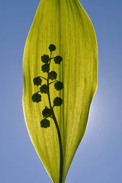 太陽の下で葉の上の谷の花序のユリの影 — ストック写真