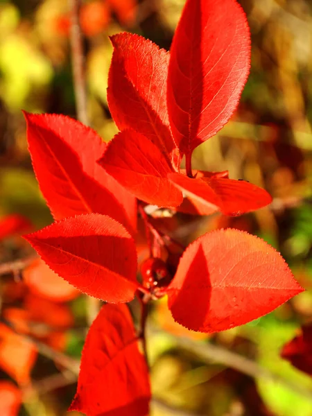 Leuchtend Rote Herbstblätter Einem Apfelbusch Der Abendsonne — Stockfoto