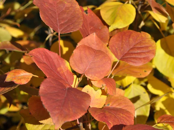 Červené Žluté Podzimní Listy Divoké Hrušky — Stock fotografie