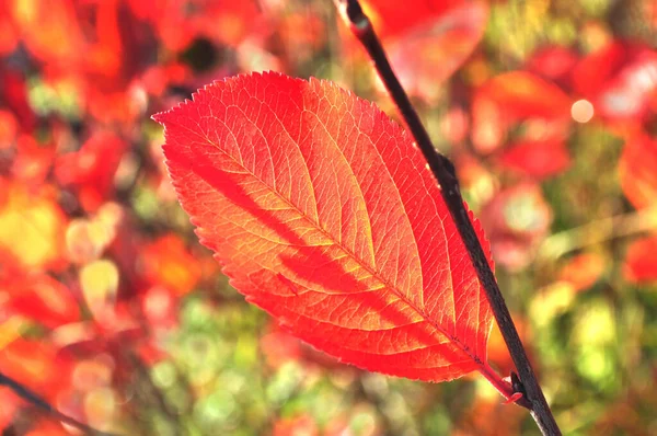 Jasně Červené Podzimní Listí Keři Chokeberry Večerním Slunci — Stock fotografie