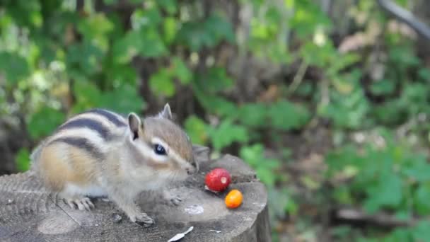 Wild Chipmunk Stands Stump Eats Sunflower Seeds Mans Hand — Stock Video