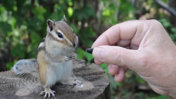 Pensive Chipmunk Stands Stump Eats Seeds Persons Hand — Stock Video