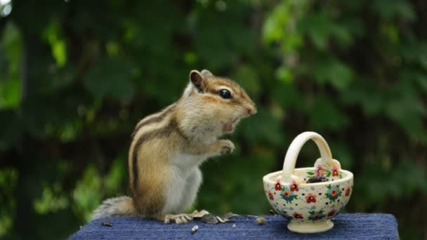 Wild Chipmunk Eating Sunflower Seeds Next Small Cup — Stock Video