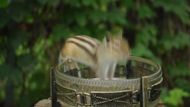 Esquilos Selvagens Sentados Vaso Vidro Comendo Sementes Olhando Redor — Vídeo de Stock