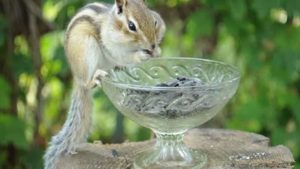 Nuthatch Drives Wild Chipmunk Away Vase Seeds — Stock Video
