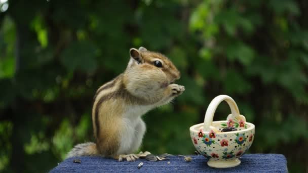Wild Chipmunk Next Small Cup Washed Eating — Stock Video