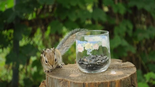 Peperoncino Selvatico Vaso Vetro Ceppo Che Mangia Semi — Video Stock