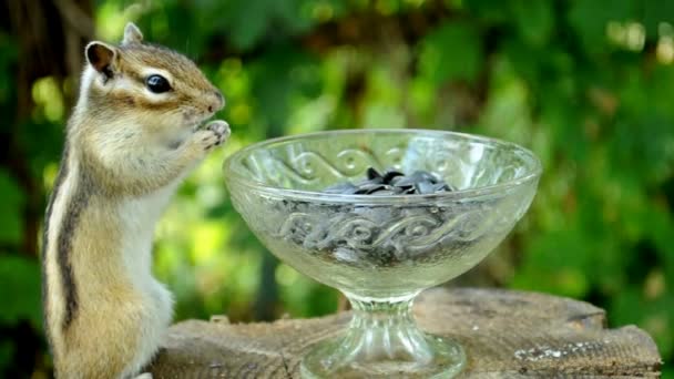 Wildes Streifenhörnchen Neben Einer Glasvase Auf Einem Baumstumpf — Stockvideo