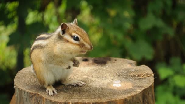 Wildes Streifenhörnchen Springt Auf Einen Baumstumpf Kaut Samen Und Wäscht — Stockvideo