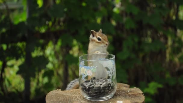 切り株にガラスのカップから種を食べる野生のチップムンク — ストック動画