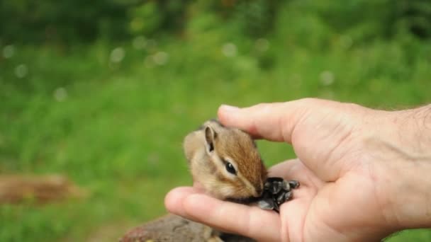 Chipmunk Sauvage Mange Des Graines Allongées Sur Une Main Homme — Video