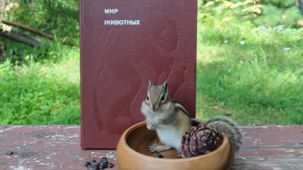 Ardilla Salvaje Jarrón Con Cono Cedro Fondo Libro Llamado Animal — Vídeos de Stock