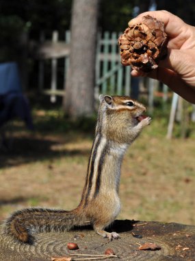    İnsan elinde sedir kozalağı olan bir kütük üzerindeki sincap.      