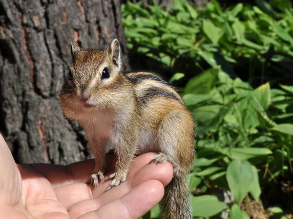 Chipmunk Crédule Sauvage Sur Main — Photo