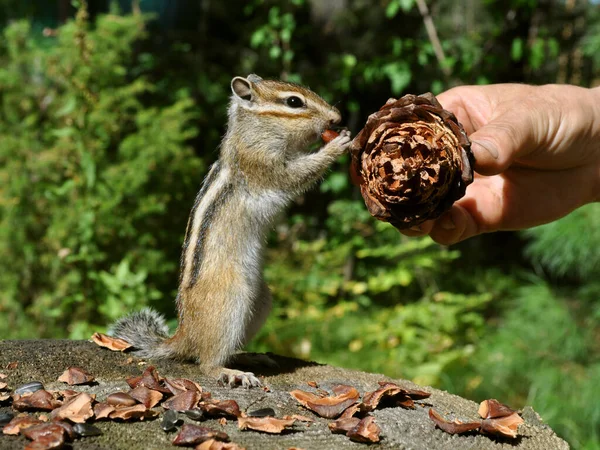 Streifenhörnchen Auf Einem Baumstumpf Mit Einem Zedernkegel Der Menschlichen Hand — Stockfoto