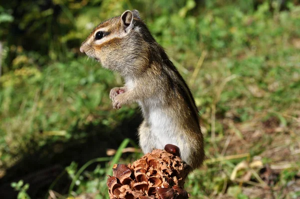 Wild Chipmunk Stands Grass Cedar Cone — Stock Photo, Image