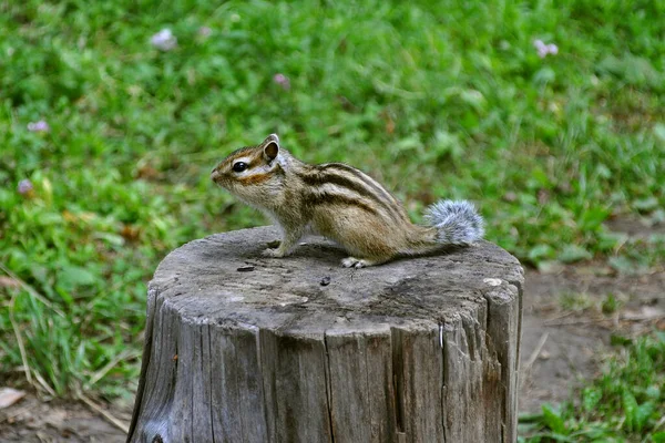 Wild Chipmunk Sitting Stump Sunflower Seeds — Stock Photo, Image