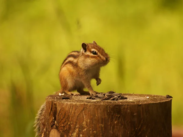 Wildes Streifenhörnchen Sitzt Auf Einem Baumstumpf Mit Sonnenblumenkernen — Stockfoto