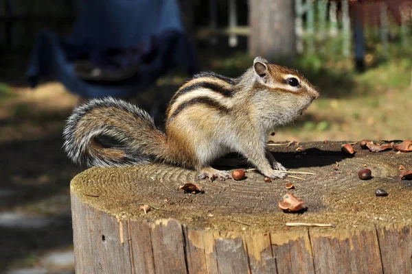 ひまわりの種の切り株に座っている野生のチプムンク ロイヤリティフリーのストック写真