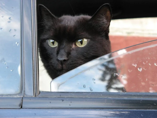 Чорний Кіт Сидить Машині Дивиться Вікно — стокове фото