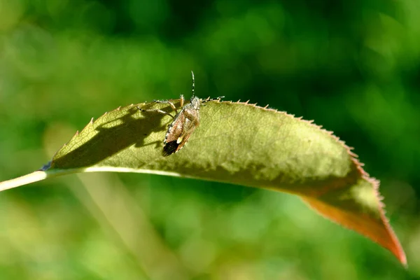 Graskäfer Und Sein Schatten Auf Einem Blatt — Stockfoto