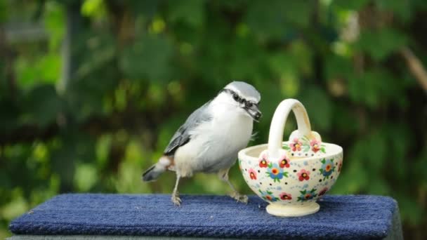 Kleiber Frisst Sonnenblumenkerne Aus Einer Kleinen Tasse Auf Grünem Hintergrund — Stockvideo