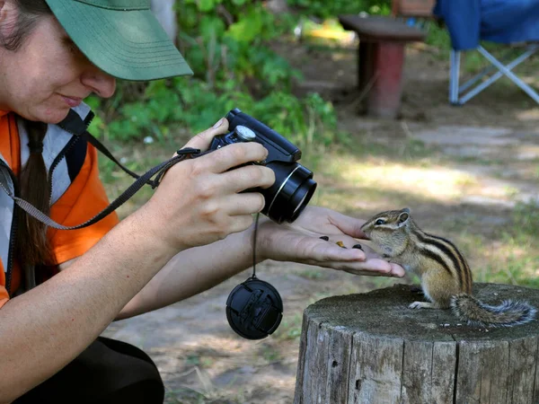 Uma Jovem Fotografa Esquilo Selvagem Sentado Toco Floresta Casa Campo — Fotografia de Stock