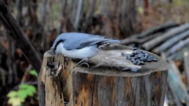 Nuthatch (sitta, europaea) ayçekirdeğini bir ağaçkakan gibi yer.