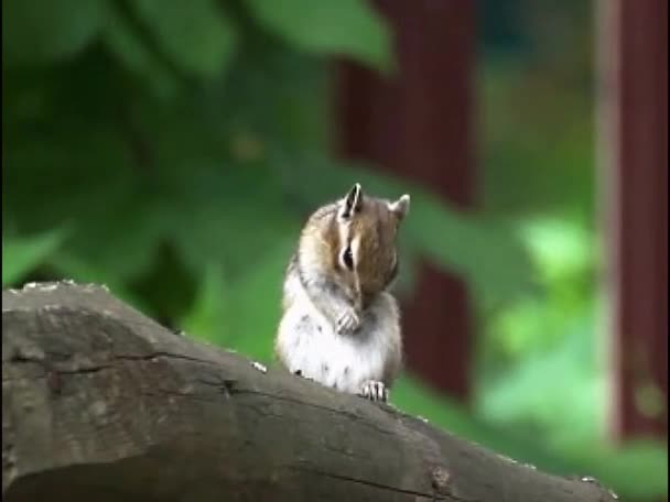 Wildes Streifenhörnchen Wäscht Und Reinigt Das Fell Wald Auf Einem — Stockvideo