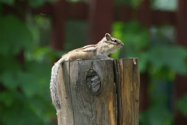 Wild Chipmunk Resting Log Forest Country — Stock Photo, Image