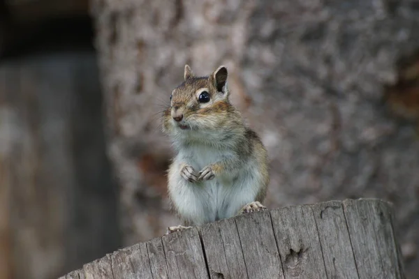 Wild Chipmunk Sitting Log Forest Country — Stock Photo, Image