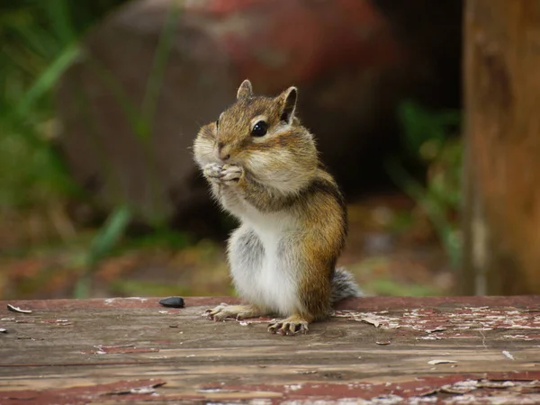 Wild Chipmunk Sitting Log Forest Country — Stock Photo, Image