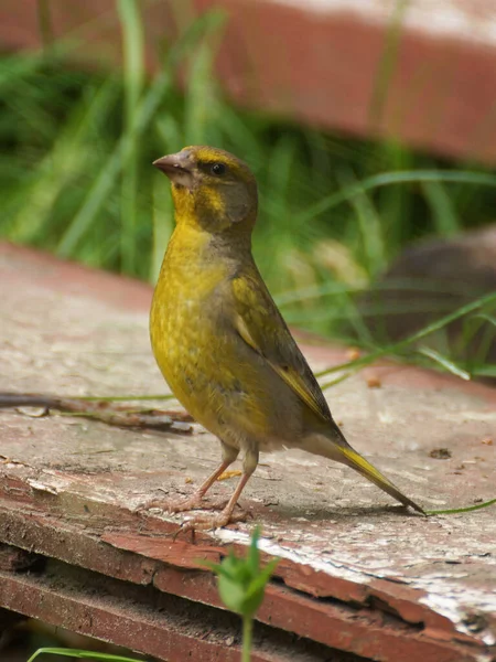 Обыкновенный Зеленушка Carduelis Chloris Важным Внешним Видом Доске — стоковое фото