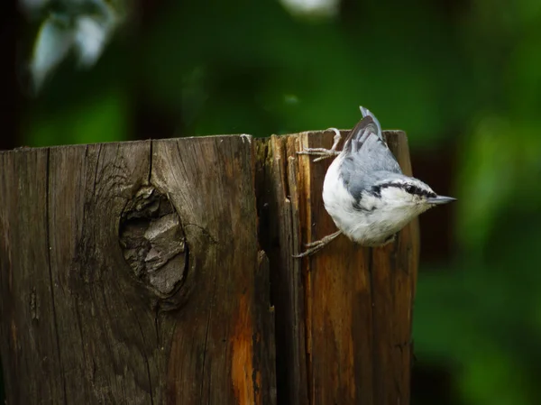 Common Nuthatch Sitta Europaea Sits Stump Upside — Stock Photo, Image