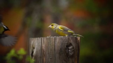 The brave bird tit drives the bird greenfinch away from food on a stump