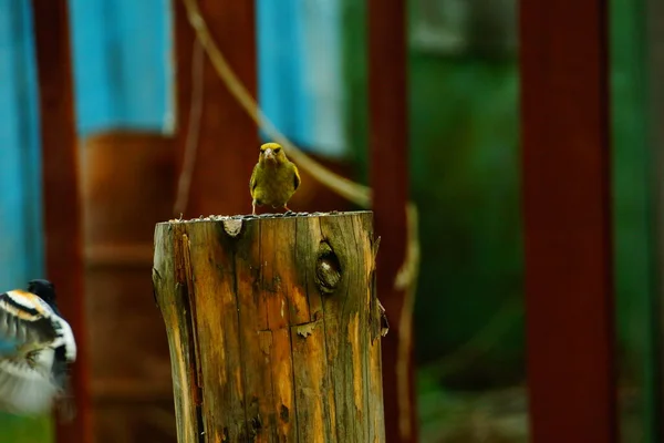 수있는 초록색 피리새 Carduelis Chloris 유리카 Fringilla Montifringilla 뒤쫓는다 — 스톡 사진