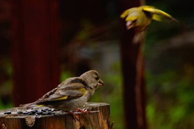Genel ispinoz (Carduelis chloris) ayçiçeği tohumlarının döküldüğü kütüğe yulaf ezmesi (Emberiza citrinella) dökmez.