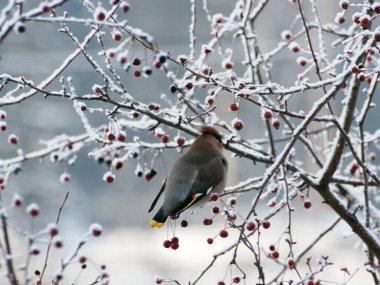 Kışın KUŞAĞI (Bombycilla garrulus) adı verilen kuşlar vahşi bir elma ağacının dallarında oturur ve meyve yerler.                               