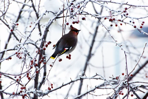 在冬季 Birds被称为Birbar Bombycilla Garrulus 它坐在一棵野生苹果树的树枝上 吃着水果 — 图库照片