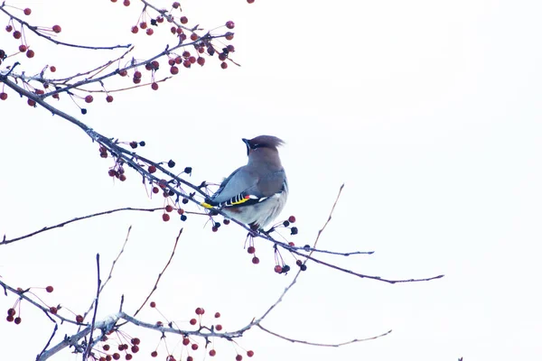 Птицы Названием Birbar Bombycilla Garrulus Зимой Сидят Ветвях Дикой Яблони — стоковое фото