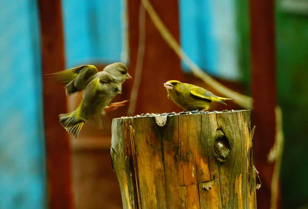 Genel ispinoz (Carduelis chloris) ayçiçeği tohumlarının döküldüğü kütüğe yulaf ezmesi (Emberiza citrinella) dökmez.