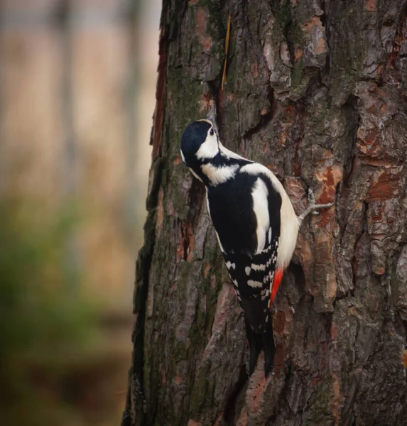 Great Spotted Woodpecker Tree Trunk — Stock Photo, Image