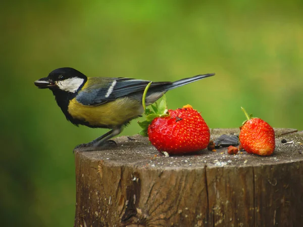 Tit Stump Strawberry Berry Sunflower Seed Its Beak — Stock Photo, Image