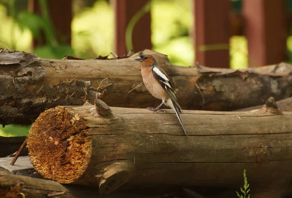 Yurok Bird Fringilla Montifringilla Sits Log — Stock Photo, Image