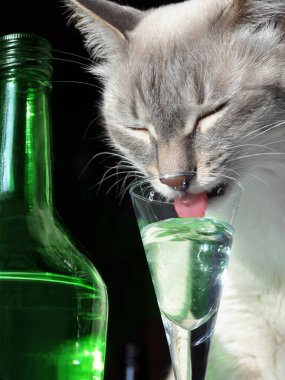   Kedi şişenin yanındaki bir bardak şaraptan bir yudum alır..